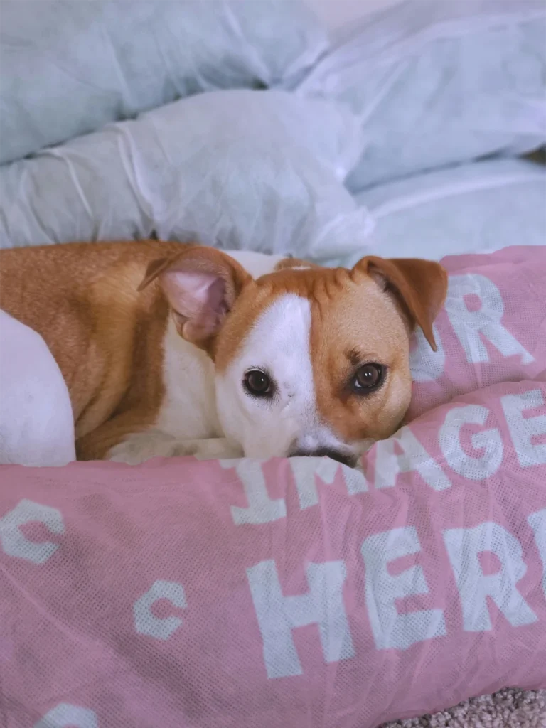Pink Blanket Mockup Template